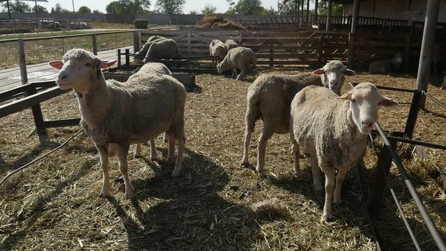 Several sheep bleating and baaing on a fenced farm area in the evening in summer   