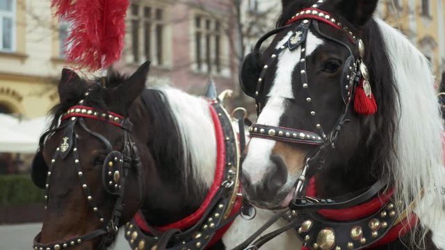 Two decorated horses - Front view - Horses for riding vintage carriage. Horse-drawn Carriages. Romantic ride in Horse Wagon.
