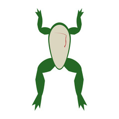 Frog open for experiment