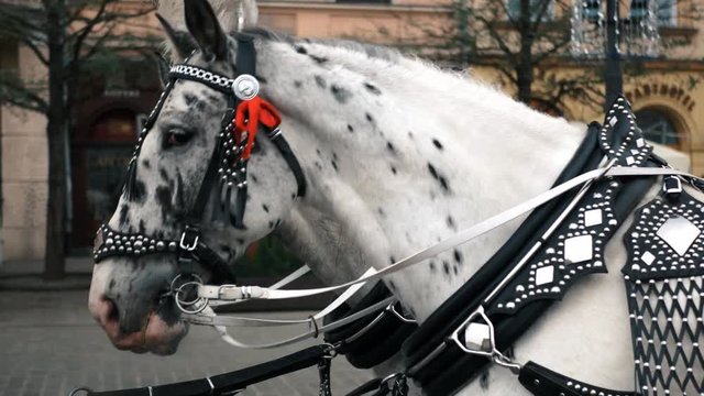 Two decorated horses - Side view - Horses for riding vintage carriage.  Romantic ride in Horse Wagon. Horse Wagon.