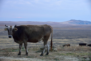 Cow standing in the field. Gruzja,  © konik60