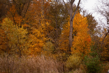 Obraz premium Autumn trees