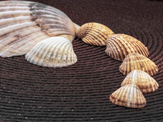 Shells' ornament at the natural dark background disc with decoration background