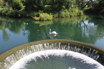 Cigno nello Stagno - Pordenone