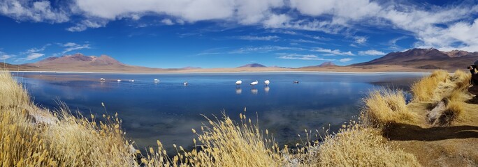 Bolivia National Park Lagoon Flamingos