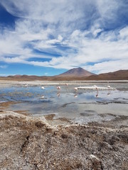 Bolivia National Park Lagoon Flamingos