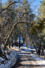 Fototapeta premium forest in winter