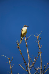 Great Kiskadee (Pitangus sulphuratus) San Juan Cosala, Jalisco, Mexico
