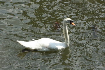Mute Swan