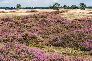 When the heather flowers, the Veluwe heath turns pink