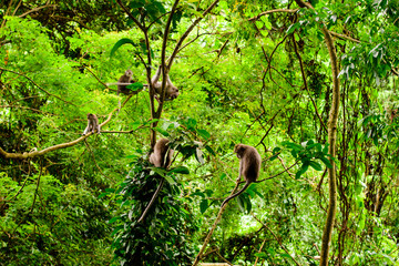 Macaques on tree, in lush tropical forest, Monkey Forest, Bali, Indonesia