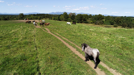 放牧地の馬