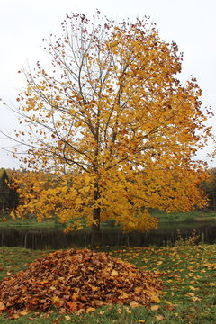Autumn Tree at the estate Repin PD Vitebsk Belarus