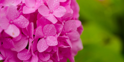 The garden favorites. Pink hydrangea in full bloom. Hydrangea blossom on sunny day. Flowering hortensia plant. Blossoming flowers in summer garden. Showy flowers in summer, copy space.