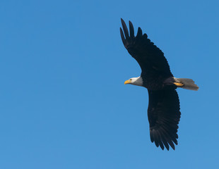 Bald eagle with spread wings flying over ocean