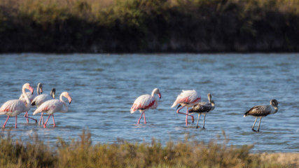 Flamingos in the salt lake