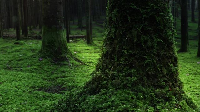 Magic bokeh light of firefly in mossy forest landscape. 