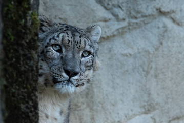 Close up cute Snow Leopard portrait Zurich zoo