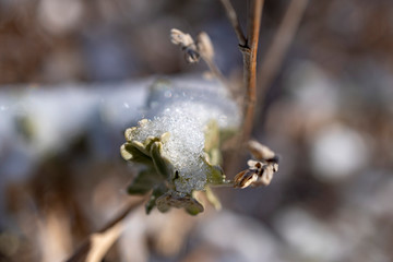Macro Snow Nature