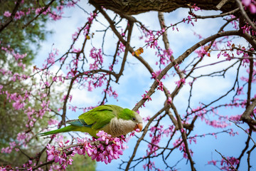 Green parrot of Barcelona in a blossomed tree, Spain