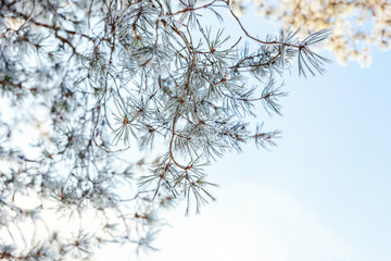 Frosty pine tree branch in snowy forest, cold weather sunny morning. Tranquil winter nature in sunlight. Inspirational natural winter garden or park. Peaceful cool ecology nature landscape background