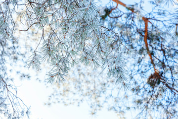 Frosty pine tree branch in snowy forest, cold weather sunny morning. Tranquil winter nature in sunlight. Inspirational natural winter garden or park. Peaceful cool ecology nature landscape background