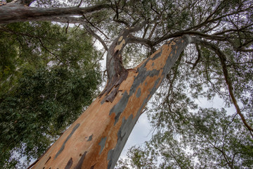 An old eucalyptus tree in the Butrint area, Albania