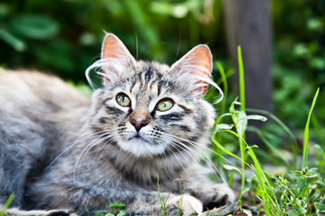 Gray striped furry cat in green grass