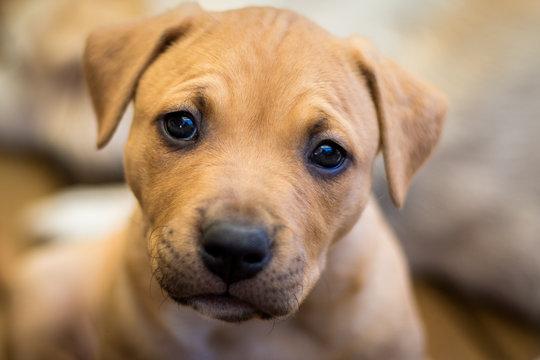 Curious puppy portrait