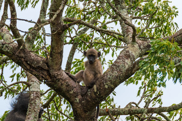Baboon in the Hluhluwe-iMfolozi Park