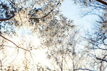 Obraz premium Frosty pine tree branch in snowy forest, cold weather sunny morning. Tranquil winter nature in sunlight. Inspirational natural winter garden or park. Peaceful cool ecology nature landscape background