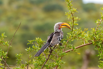 Southern Yellow-billed Hornbill in the Kruger National Park