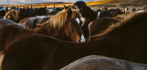 Loins and mane of many Icelandic horses together.