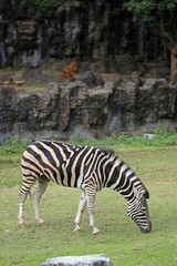 シマウマの雄姿