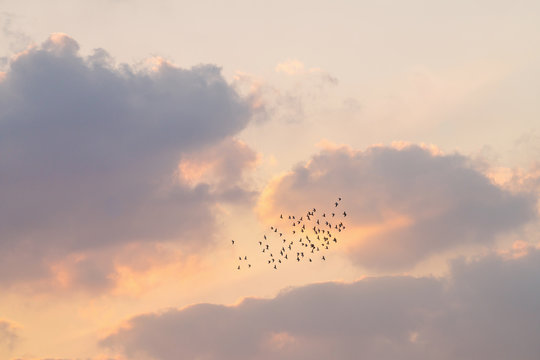 low angle view of birds flying in sky
