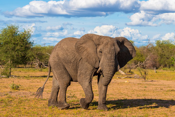 Fototapeta na wymiar Elephant in Klaserie Private Nature Reserve