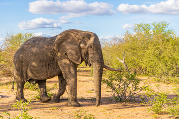 Elephant in Klaserie Private Nature Reserve