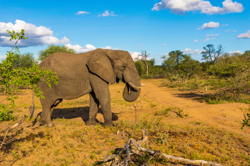 Fototapeta na wymiar Elephant in Klaserie Private Nature Reserve