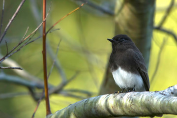 Black Phoebe in a tree
