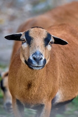 Cameroon sheep (Ovis aries cameroon)