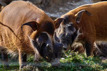 Red river hog (Potamochoerus porcus)