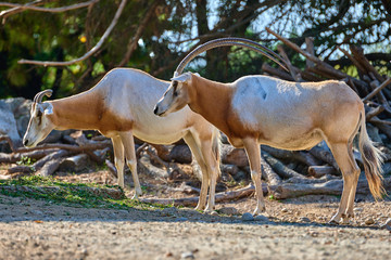 Scimitar-Horned Oryx (Oryx dammah)