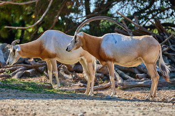 Scimitar-Horned Oryx (Oryx dammah)