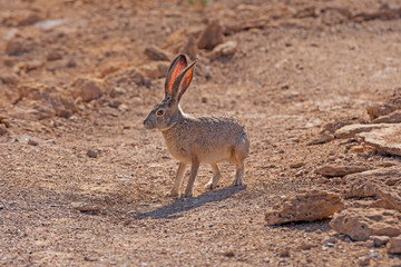 Black Tailed Jackrabbit in the Desert