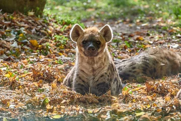 Tuinposter Spotted hyena (Crocuta crocuta) or laughing hyena © DannyIacob
