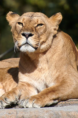African Lion(Panthera leo)