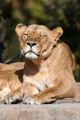 Naklejka na ściany i meble African Lion(Panthera leo)