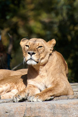 Naklejka na ściany i meble African Lion(Panthera leo)