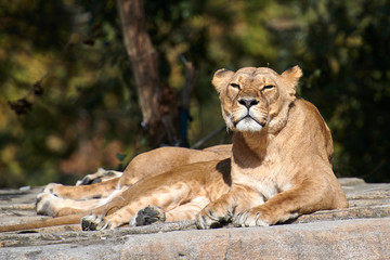 Obraz na płótnie Canvas African Lion(Panthera leo)