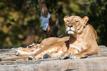 African Lion(Panthera leo)